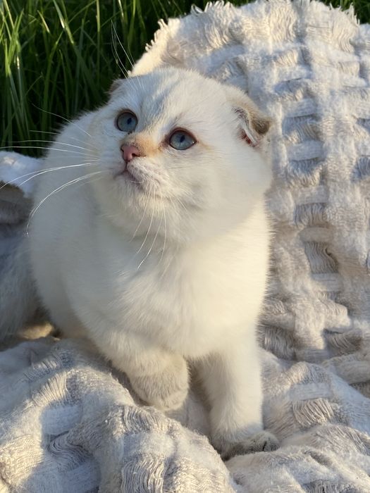 Золотая шиншилла