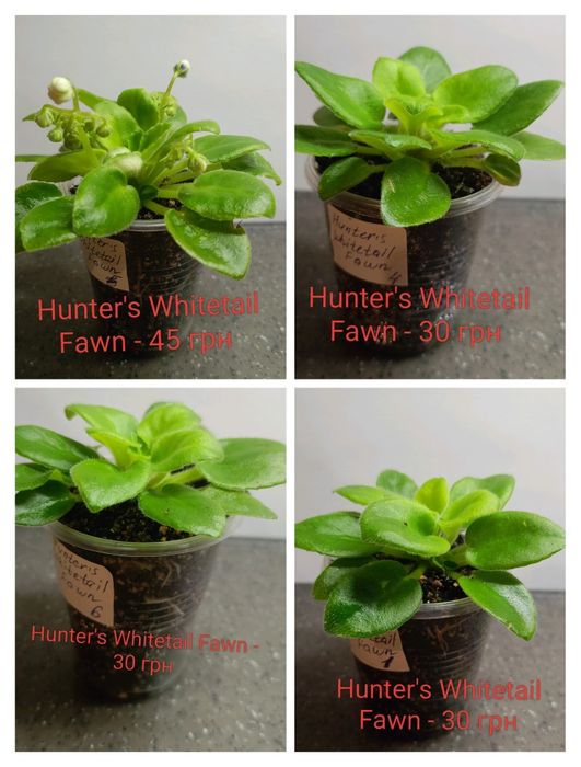 Міні фіалки продаж