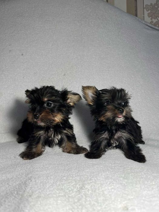 Порода Йоркширський терєр