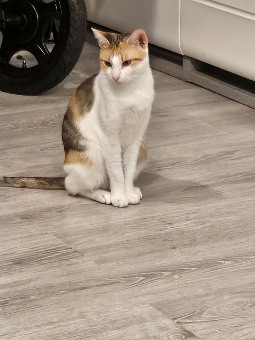 Gata para adopção