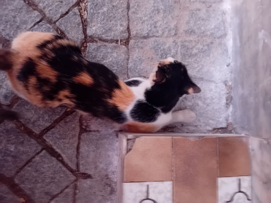 Urgente gatinha para adoção