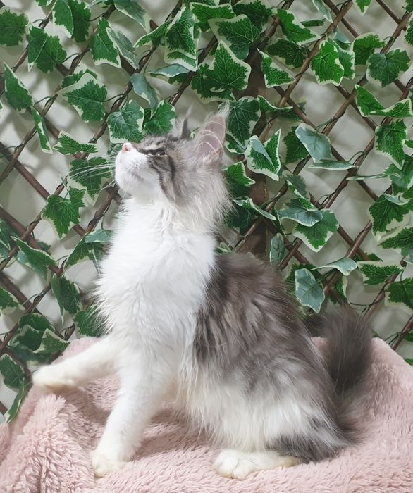 Fêmea Maine Coon com pedigree