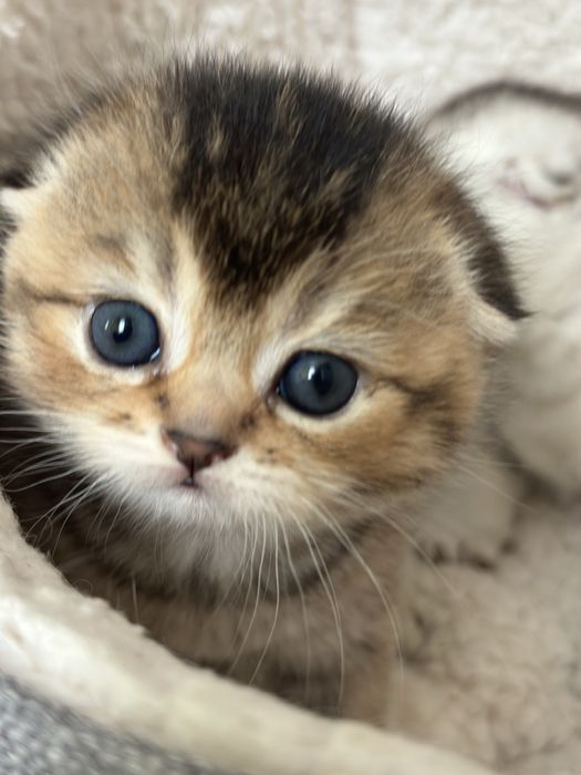 Шотландська вісловушка