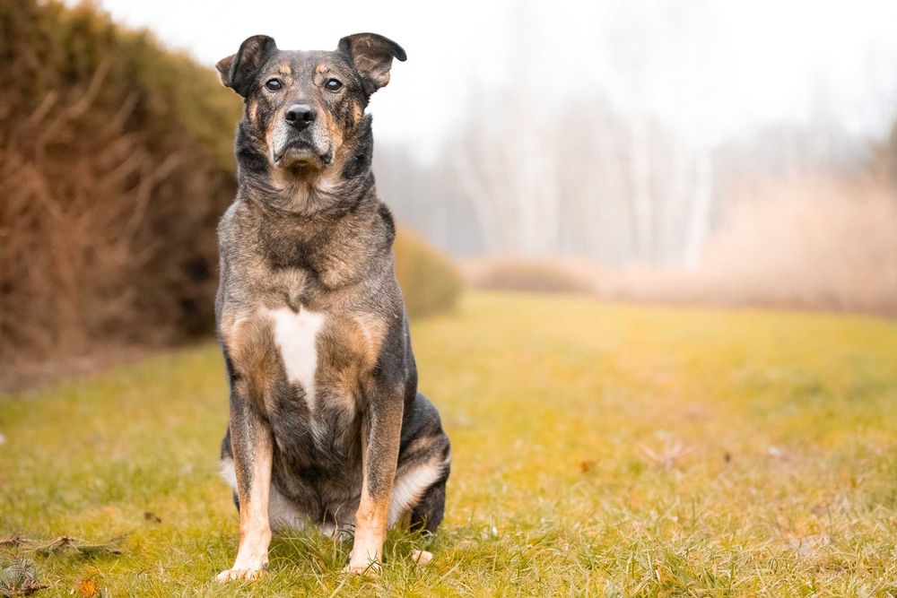 Wspaniały pieszczoch Amor - pies gotowy do adopcji
