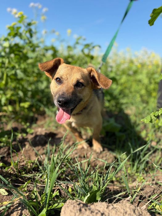 Kisiel blaga o adopcje! Psiak nadal czeka na dom!