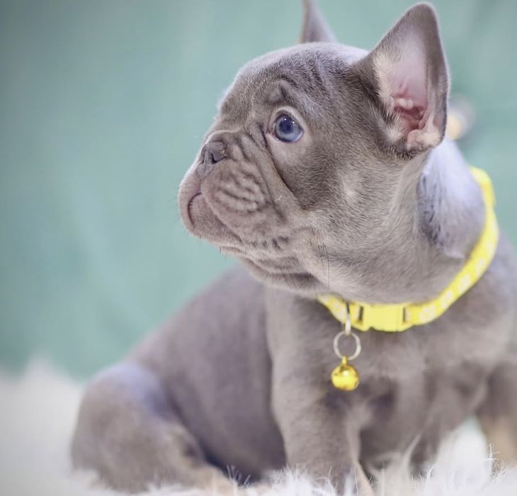 Дівчинка квіточка французька