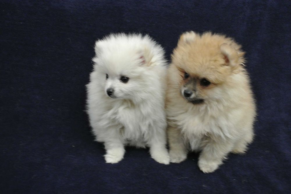 Szpic miniaturowy-pomeranian