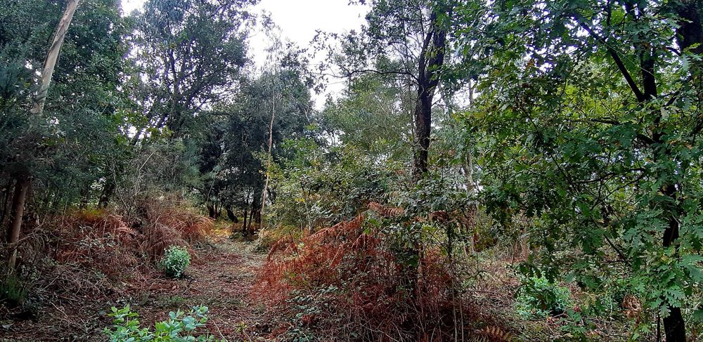 Terreno Urbanizável 10.000m2 - Santo Tirso | Particular