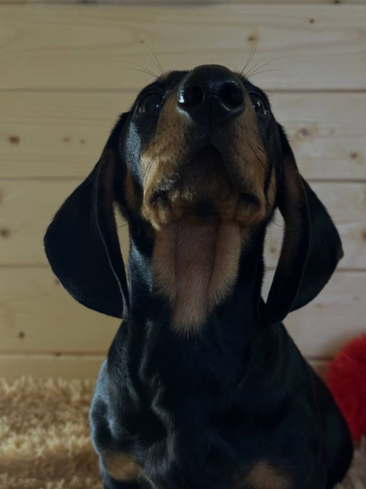 Гладка такса / гдалкошерстна такса з документами/ гладкошерстная такса