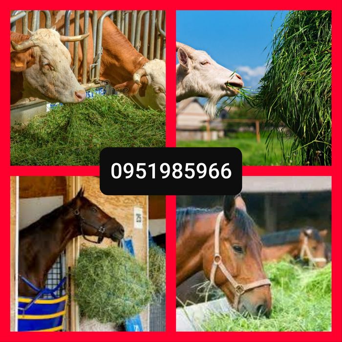 СІНО З ДОСТАВКОЮ в тюках мешках, сено тимофеевки и др. Корм, подстилка