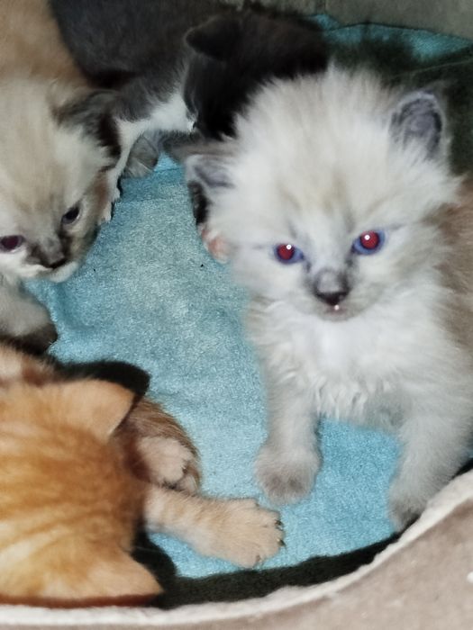 Продам котяток красивых шотдланских