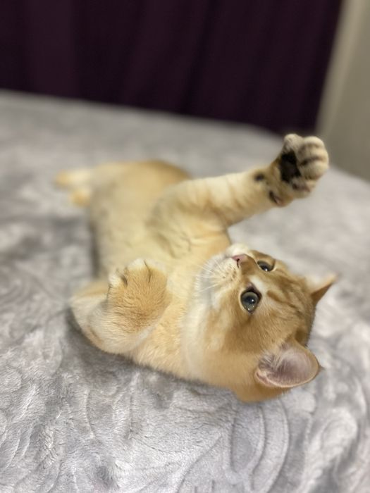 Британские Золотые шиншиллы