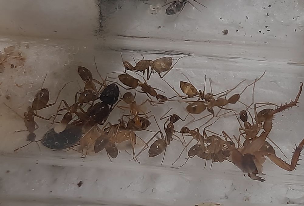 Camponotus pseudoirritan kolonia krolowa + 10-20 robotnic . Mrówki