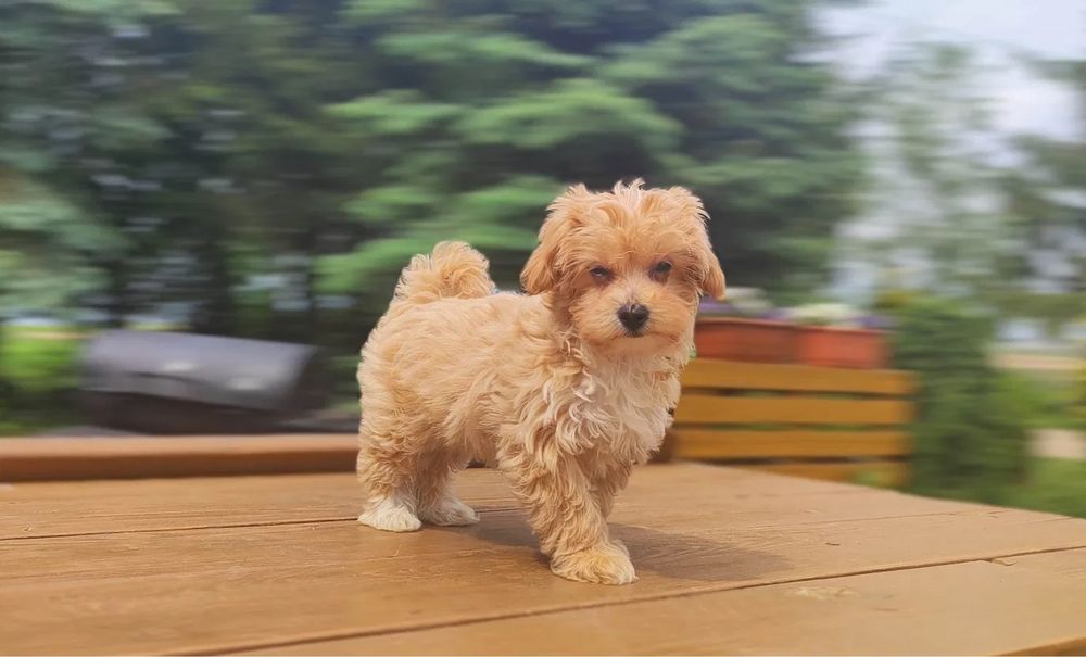 Милый Мальтипу ф1 ф2