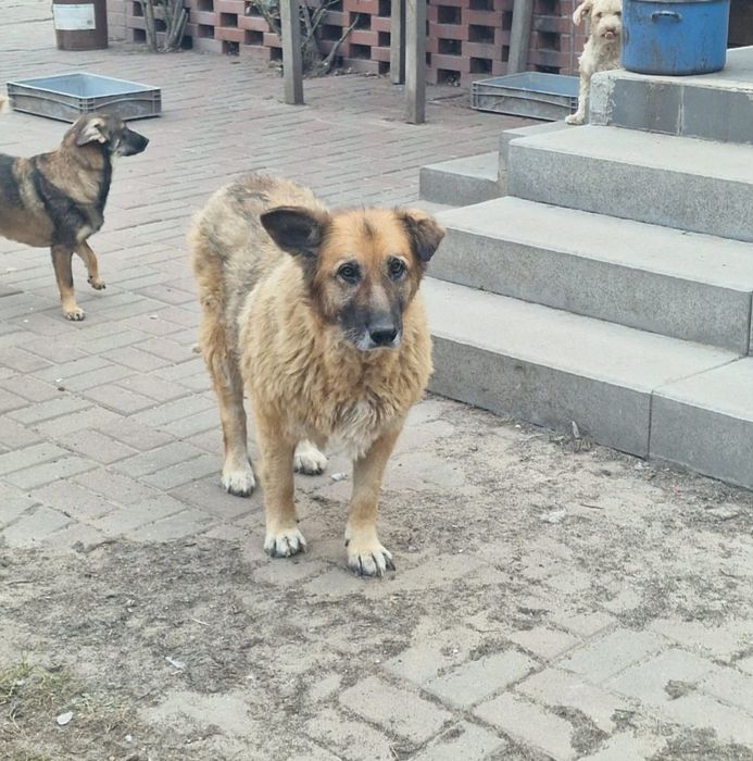 Sonia, starszy owczarek z ogromnym sercem.