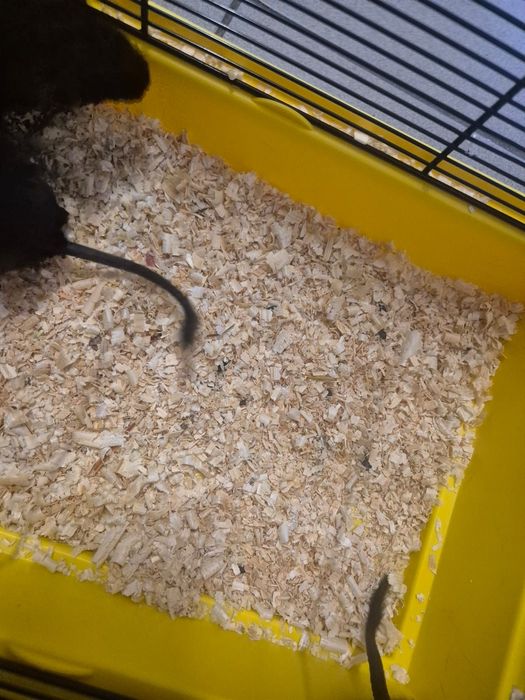 Koszatniczki.  Kraków. Sklep Zoologiczny Rafa Kraków.