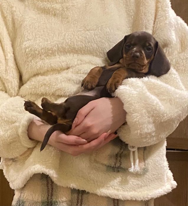 Чудові щеняти такси від красивих чистокровних батьків