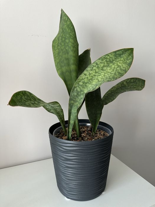 Масоніана Вікторія, сансеверія, сансевієрія, sansevieria