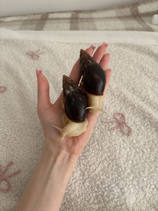 Ślimaki Achatina