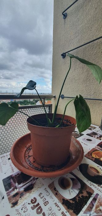 Monstera ou costela de Adão   planta