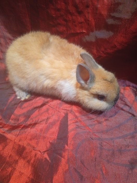 Coelhinho anão holandês