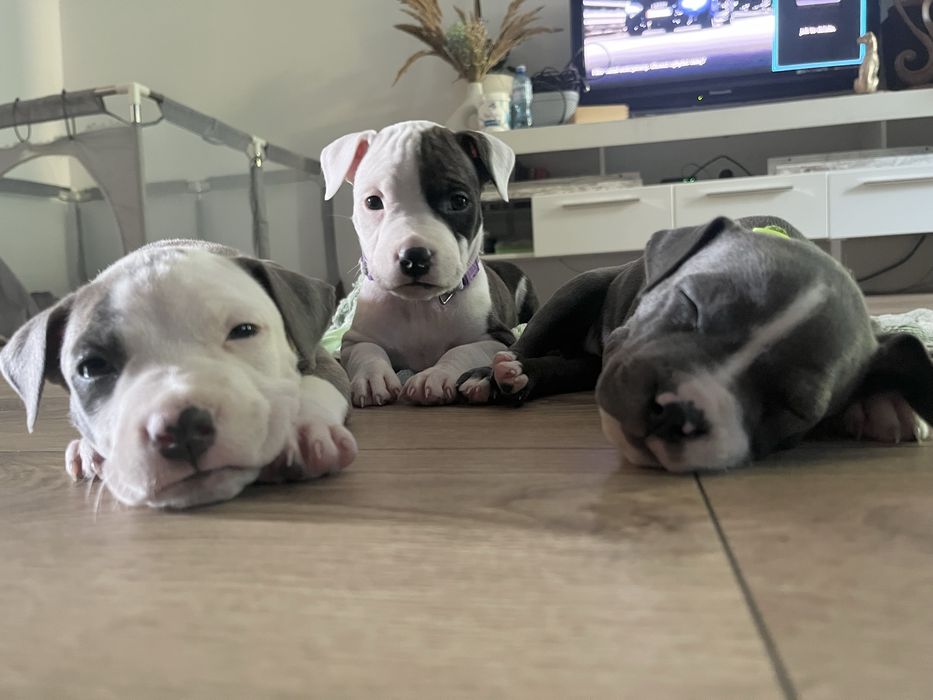 American Staffordshire Terrier (Amstaff)