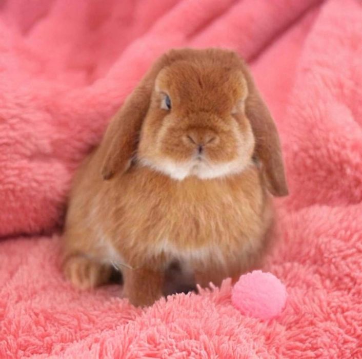 Эксклюзив!Нидерландский карликовый кролик из европейского питомника!