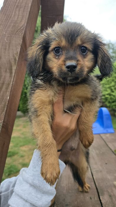Cavapom suczki I piesek