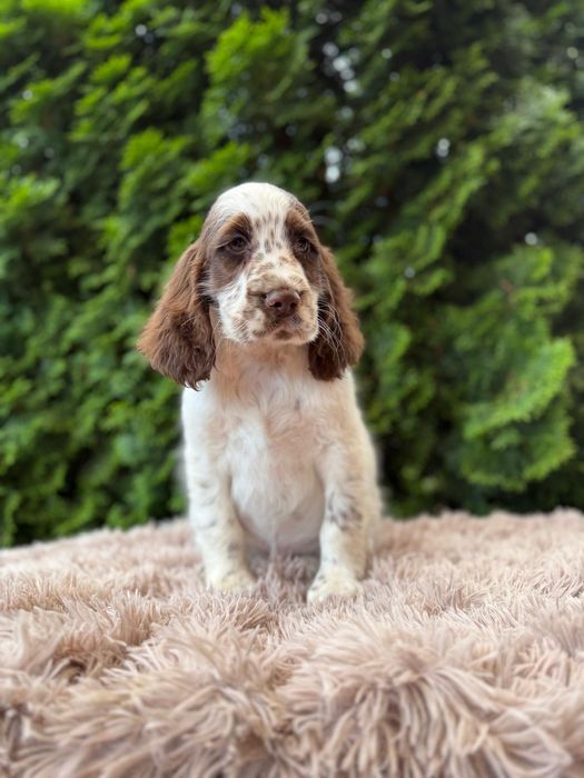Cocker spaniel angielski Piesek