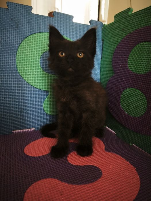 Gatos bebés para adoção