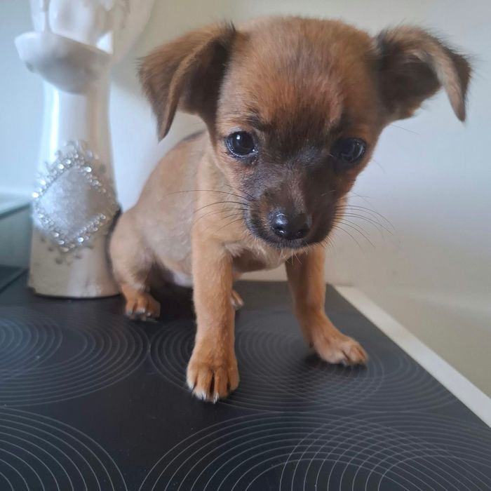 Szczenię chihuahua Oddam w dobre ręce