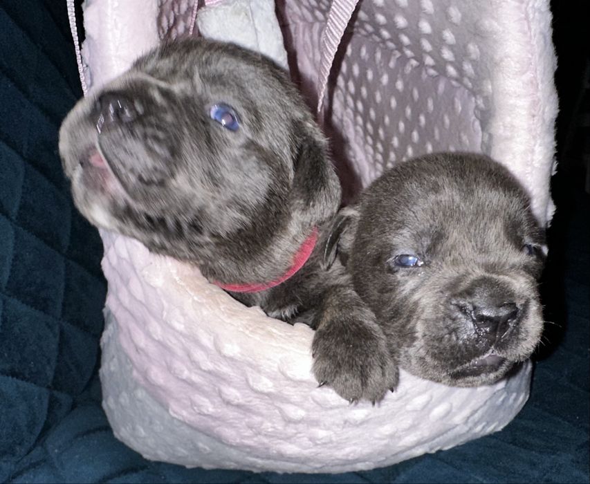 Cane Corso Italiano zapowiedź miotu