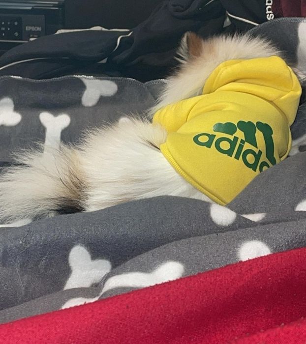 Одежда толстовка для  собак и щенков  3-5 кг