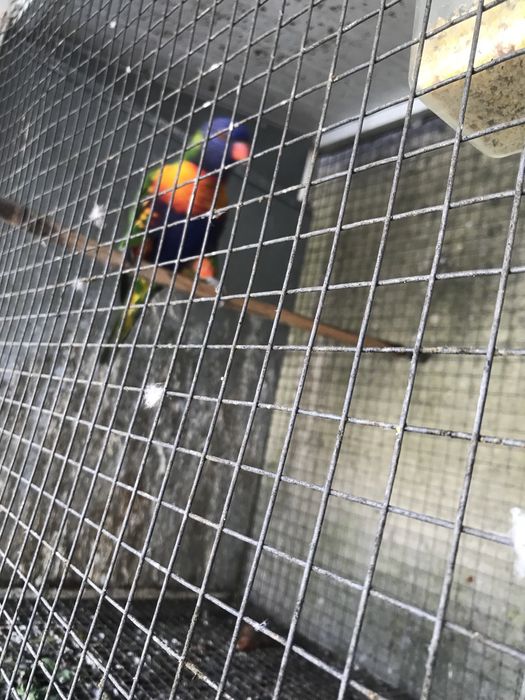 Para  ceder um casal de loros malocanos