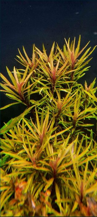 Pogostemon kimberley roślina akwariowa