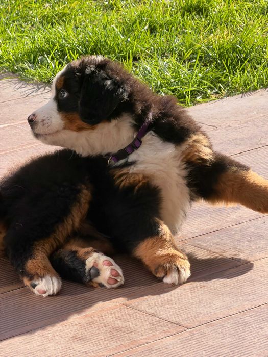 Bouvier Bernois Última fêmea disponível