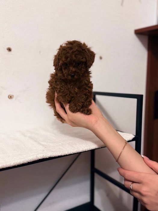 Чистокровні той-пуделі шукають люблячий дім