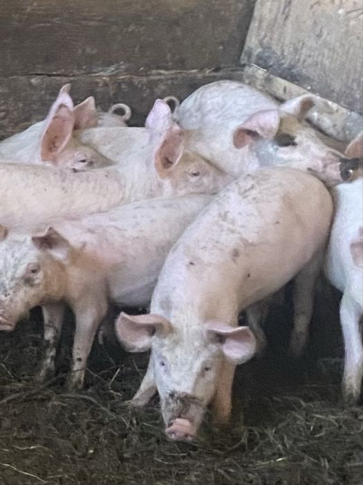 Поросяти льохи ландрас червонопояса