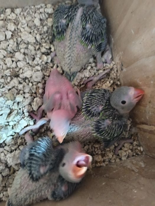 Ring Neck para criar a mão cor verde