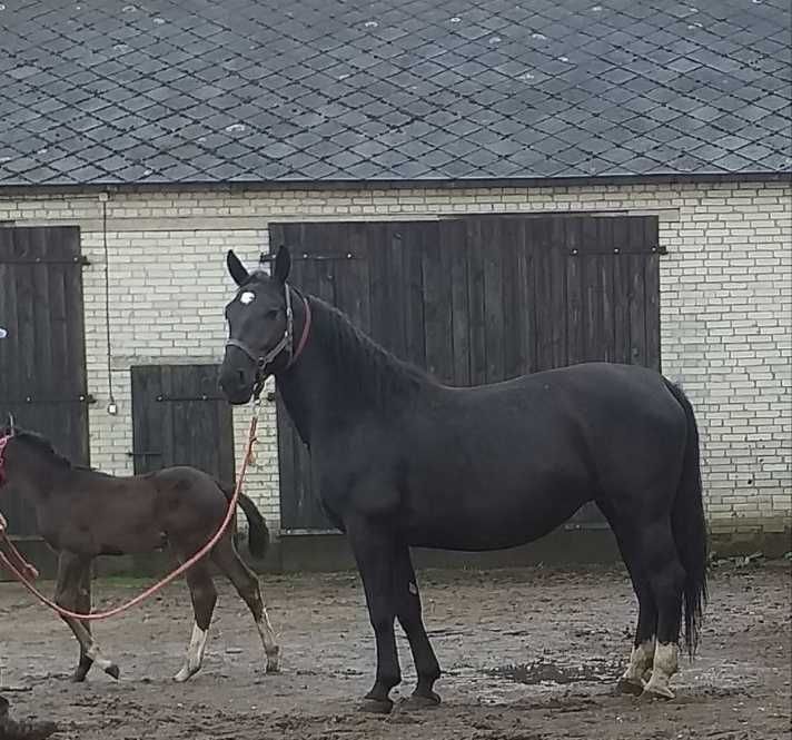 Klacz Śląska program