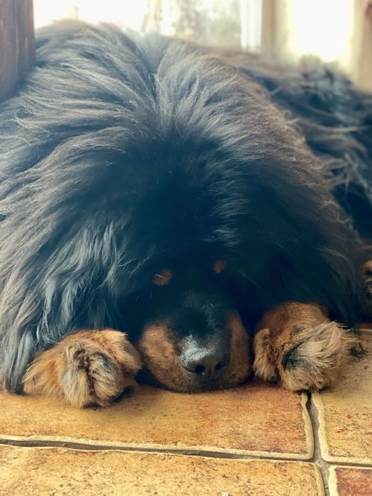 Тибетський мастиф, вязка