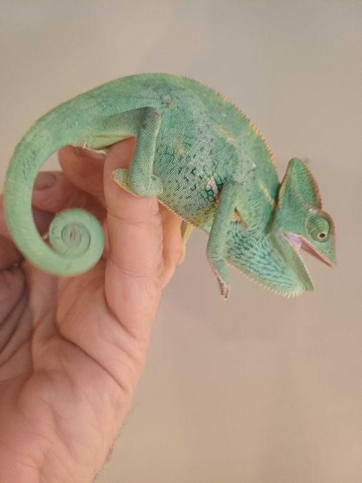 Jaszczurki nadrzewne zmieniające kolory