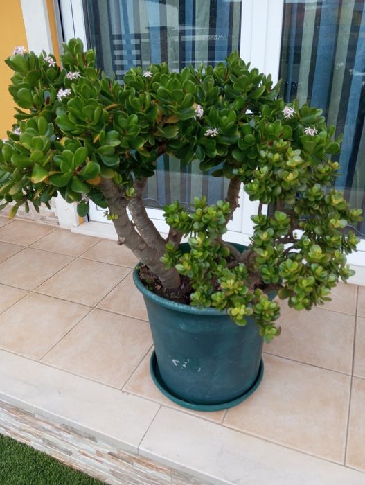 Suculentas.              .