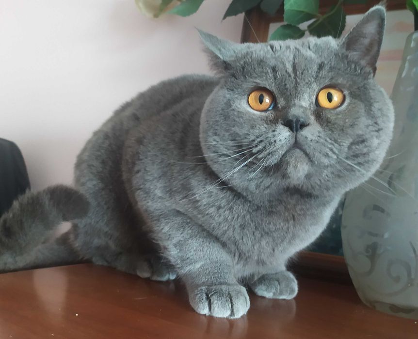 Кіт на в'язку, скотіш страйт.