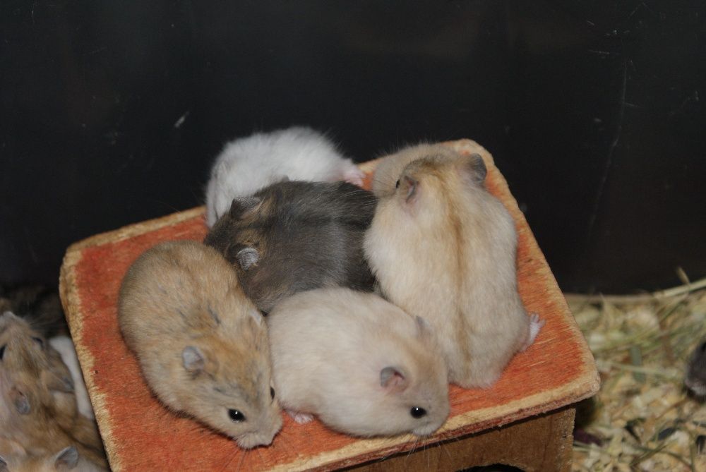 Завжди!!!джунгарики,клітки.