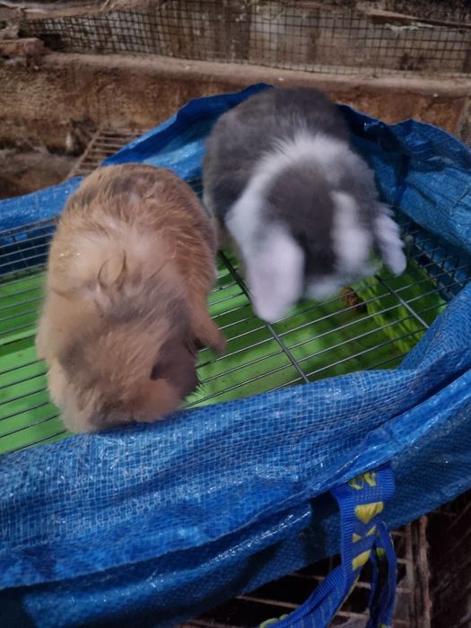 Kit coelhos anoes mini lop, mini holandeses e toys na minha criacao