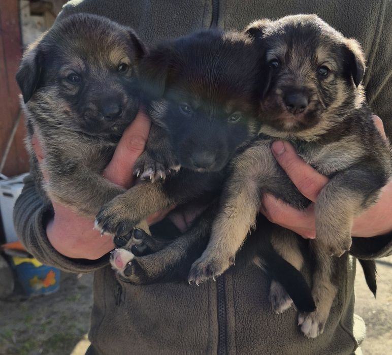 Цуценята у добрі ручки