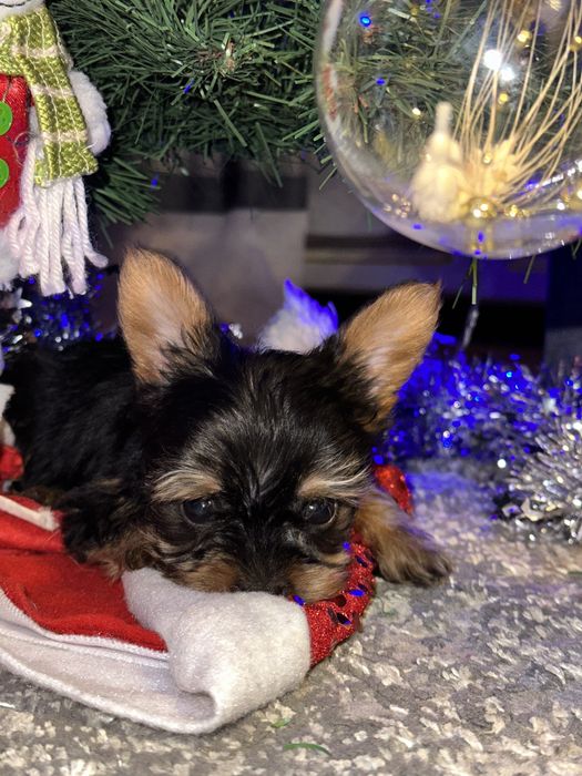 Цуценята йоркширський терʼєр,йорчики, йорки,міні, бебі фейс