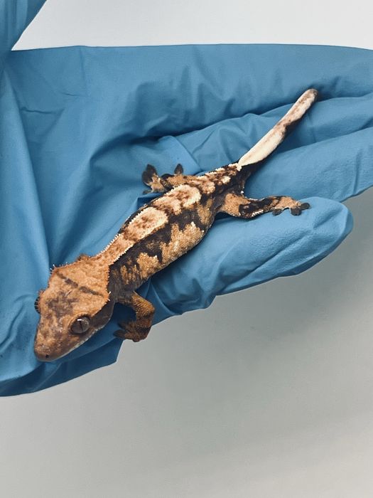 Gekon orzęsiony samiec harlequin