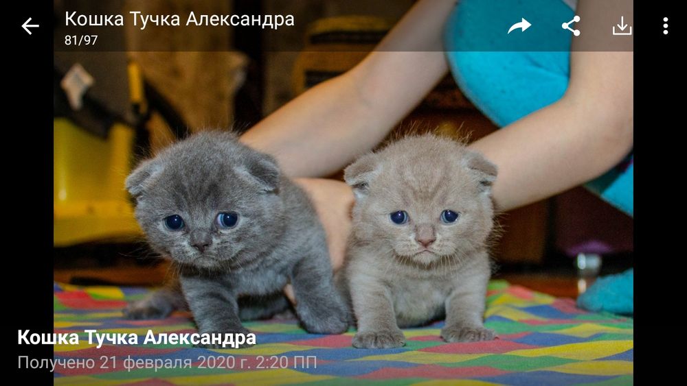 Вязка котов. Опытный шотландец